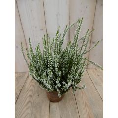 3 stuks! Heide Calluna wit Warentuin Natuurlijk
