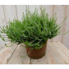 2 stuks! Heide Calluna wit GROOT Warentuin Natuurlijk