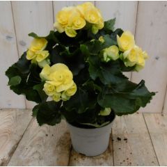 Begonia dubbelbloemig geel kamerplant Warentuin Natuurlijk