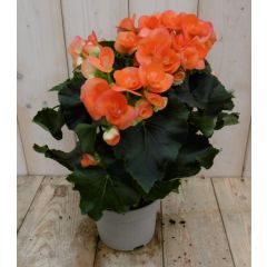 Begonia dubbelbloemig oranje kamerplant Warentuin Natuurlijk