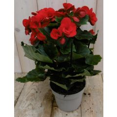 Begonia dubbelbloemig rood kamerplant Warentuin Natuurlijk