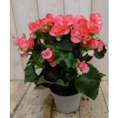 Begonia dubbelbloemig roze kamerplant Warentuin Natuurlijk