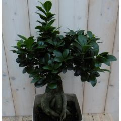 Bonsai Ficus Microcarpa 50 cm kamerplant Warentuin Natuurlijk