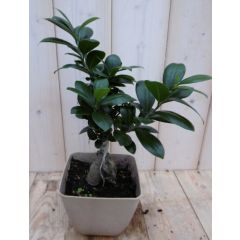 Bonsai Ficus Microcarpa 30 cm kamerplant Warentuin Natuurlijk