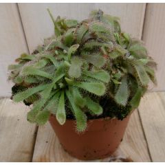 3 stuks! Vleesetende plant Drosera Aliciae Zonnedauw Warentuin Natuurlijk