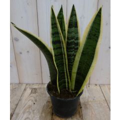Vrouwentong Sansevieria geelbont 30 cm kamerplant Dracaena Warentuin Natuurlijk