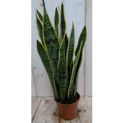 Vrouwentong Sansevieria geelbont 50 cm kamerplant Dracaena Warentuin Natuurlijk