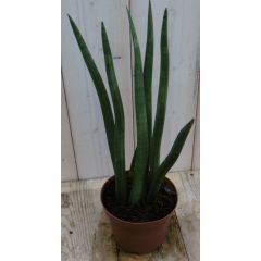 Kirkii Vrouwentong Sansevieria 50 cm kamerplant Dracaena Warentuin Natuurlijk