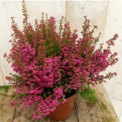 3 stuks! Dopheide Erica roze Warentuin Natuurlijk