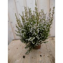 3 stuks! Dopheide Erica wit Warentuin Natuurlijk