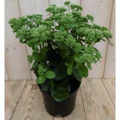 2 stuks! Hemelsleutel Hylotelephium groen Sedum Warentuin Natuurlijk