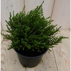 3 stuks! Hebe Veronica struikje groenblijvend klein blad Warentuin Natuurlijk