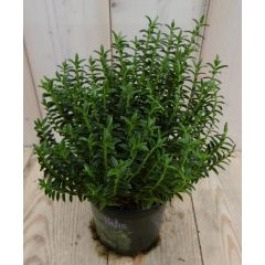 3 stuks! Hebe Veronica struikje groenblijvend groot blad Warentuin Natuurlijk
