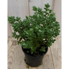 3 stuks! Hebe Veronica struikje groenblijvend Lichtblauw rond blad Warentuin Natuurlijk