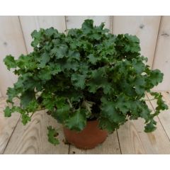 2 stuks! Heuchera Purperklokje donkergroen tot lichtgroen Warentuin Natuurlijk