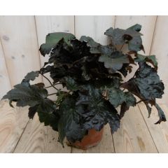 2 stuks! Heuchera Purperklokje donkerrood tot licht rood a zwart Warentuin Natuurlijk