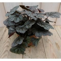 2 stuks! Heuchera Purperklokje grijs/rood tot licht rood Warentuin Natuurlijk