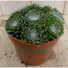 3 stuks! Rotsplant Vetplant Sedum groen Warentuin Natuurlijk