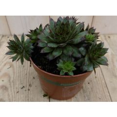 3 stuks! Vetplant Rotsplant Sedum rood Warentuin Natuurlijk