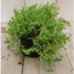 3 stuks! Rotsplant Sedum lichtgroen Warentuin Natuurlijk