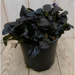 3 stuks! Zenegroen Ajuga donkerrood Warentuin Natuurlijk