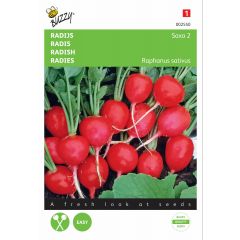 Zaden Radijs Saxa 2 Buzzy