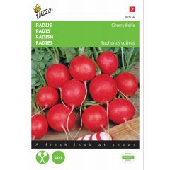 Zaden Radijs Cherry Belle Buzzy