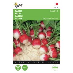 Zaden Radijs Gaudry 3 Ronde Rode Witpunt Buzzy