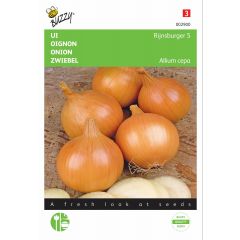 Zaden Ui Rijnsburger 5 Buzzy