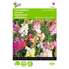Zaden Antirrhinum Leeuwenbekje half-hoog gemengd Buzzy