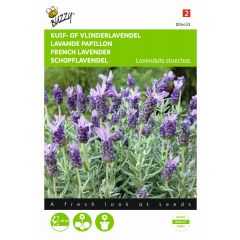 Zaden Lavandula Kuif- of Vlinderlavendel Buzzy