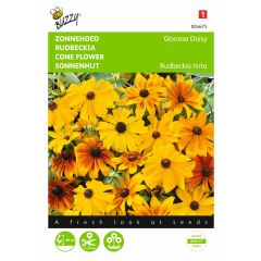 Zaden Rudbeckia Zonnehoed Gloriosa Daisy Buzzy