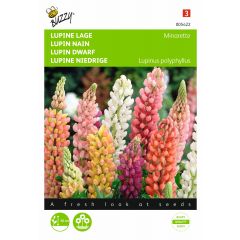 Zaden Lupinus lage Lupine Minarette Buzzy