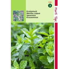 Saatgut Berberitze Minze Hortitops