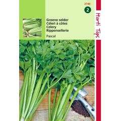 Zaden Selder Pascal Groene Volpijp Hortitops
