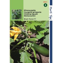 Zaden Courgette Black Forest F1 (klimmend) Hortitops