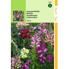 Zaden Antirrhinum Leeuwenbekje Tetraploide gemengd Hortitops