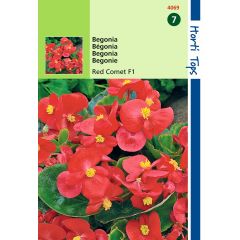 Zaden Begonia F1 Rode Komeet Hortitops