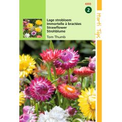 Zaden Helichrysum lage Strobloem Tom Thumb Hortitops