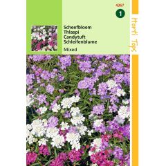 Zaden Iberis Scheefbloem gemengd Hortitops