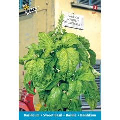 Zaden Basilicum a foglia di lattuga Buzzy