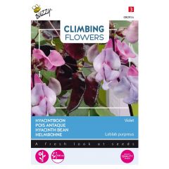 Zaden Flowering Dolichos lablab Violet Buzzy
