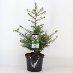 Abies koreana 80 cm Conifeer Koreaanse zilverspar Warentuin Natuurlijk