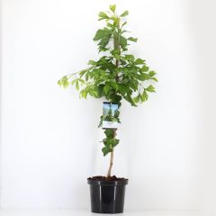 Ginkgo biloba 120 cm Conifeer Japanse notenboom Warentuin Natuurlijk