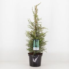 Juniperus communis suecica 75 cm Conifeer Jeneverbes Warentuin Natuurlijk