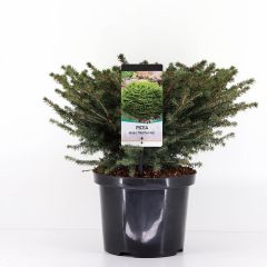 Picea abies nidiformis 40-50 cm Conifeer Fijnspar Warentuin Natuurlijk