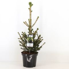 Picea abies wills zwerg Conifeer Fijnspar Warentuin Natuurlijk