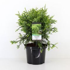 Thujopsis dolabrata 40-50 cm Conifeer Hibacipres Warentuin Natuurlijk