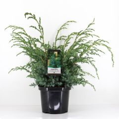 Juniperus chinensis blue alps 70 cm Conifeer Chinese jeneverbes Warentuin Natuurlijk
