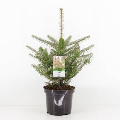 Abies koreana 55 cm Conifeer Koreaanse zilverspar Warentuin Natuurlijk